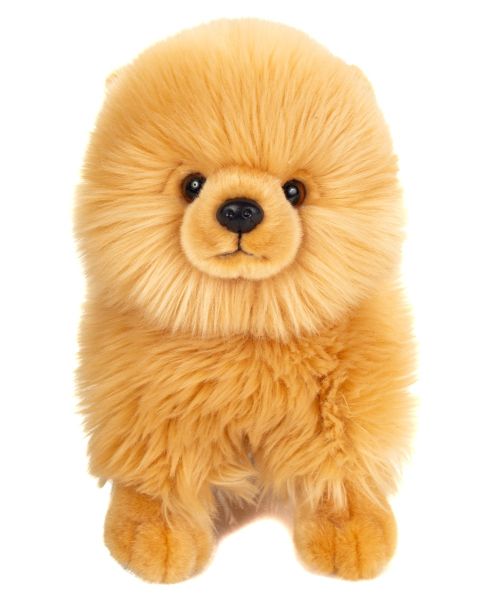 Zwergspitz gold 23 cm